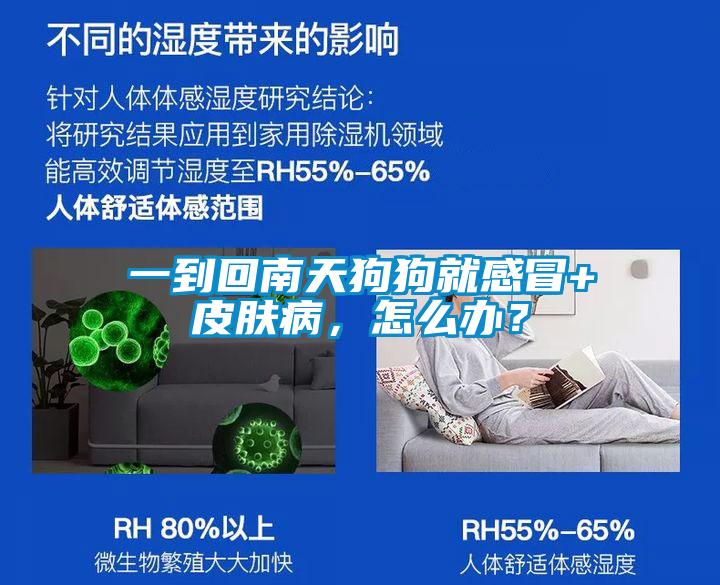 一到回南天狗狗就感冒+皮肤病，怎么办？