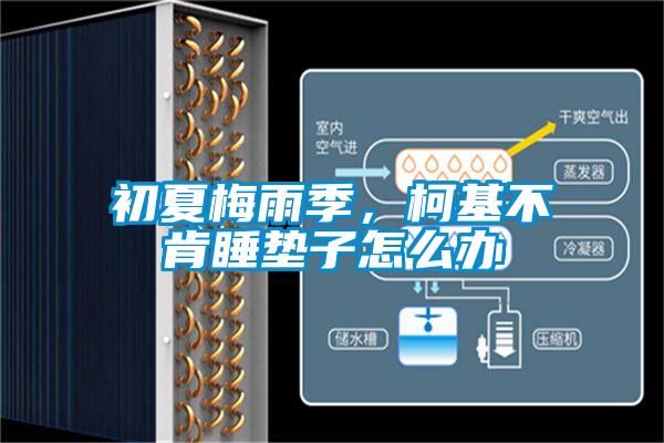 初夏梅雨季，柯基不肯睡垫子怎么办