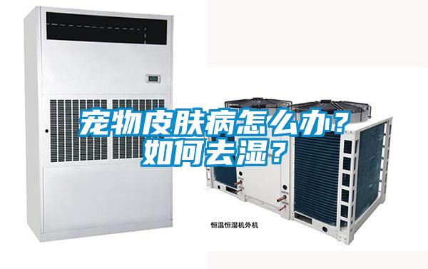 宠物皮肤病怎么办？如何去湿？
