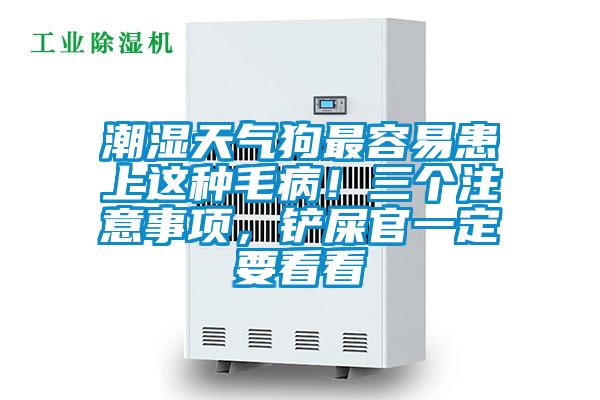 潮湿天气狗最容易患上这种毛病！三个注意事项，铲屎官一定要看看