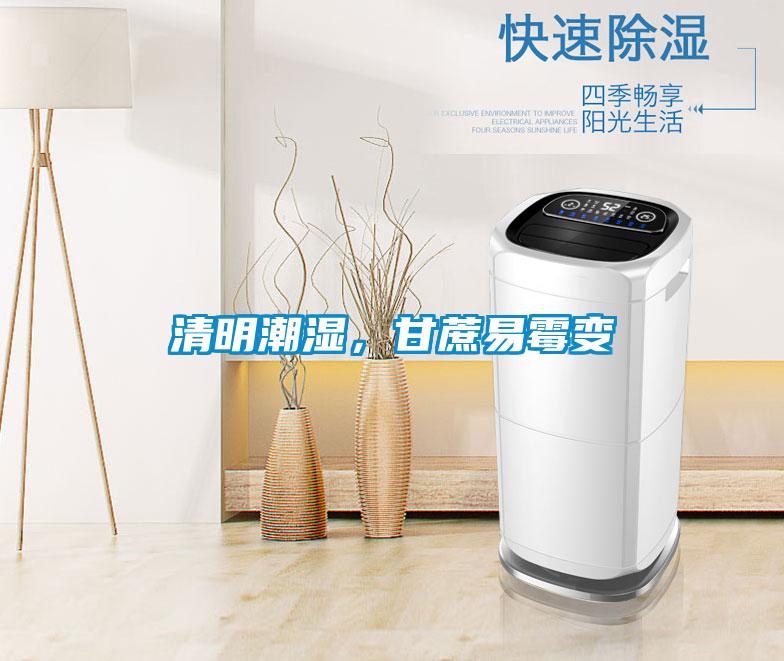 清明潮湿，甘蔗易霉变