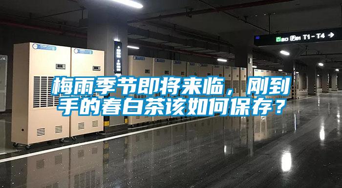 梅雨季节即将来临，刚到手的春白茶该如何保存？