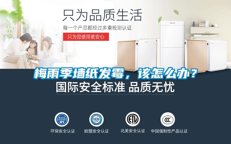 梅雨季墙纸发霉，该怎么办？