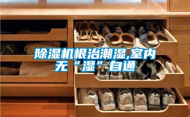 茄子视频懂你更多在线观看根治潮湿,室内无“湿”自通