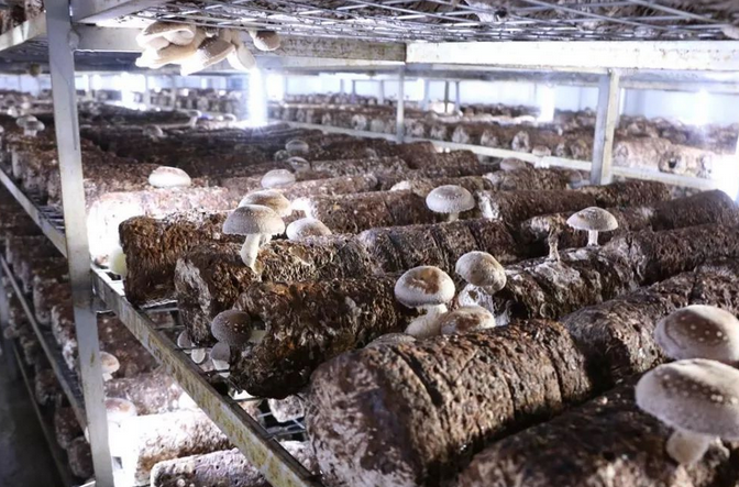 食用菌菌菇种植行业湿度加湿处理茄子黄色电影