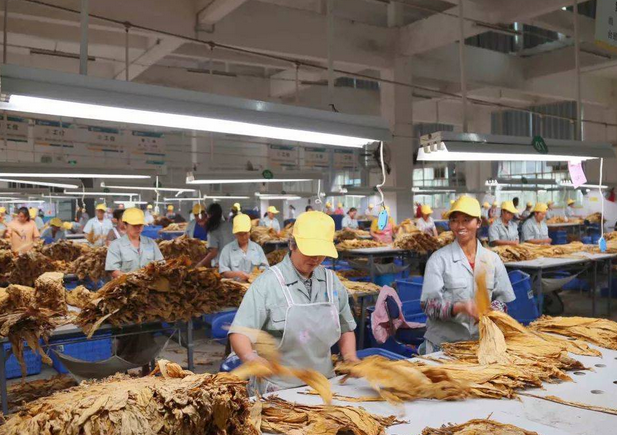 烟草行业加湿处理茄子黄色电影