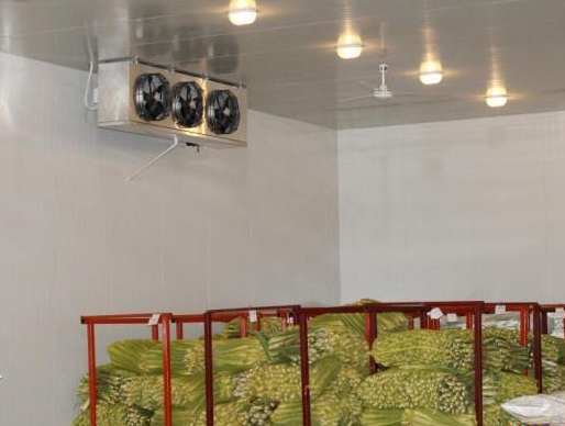 蔬果冷库加湿处理茄子黄色电影