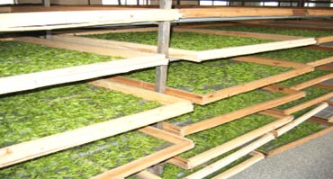 茶叶烘干处理茄子黄色电影