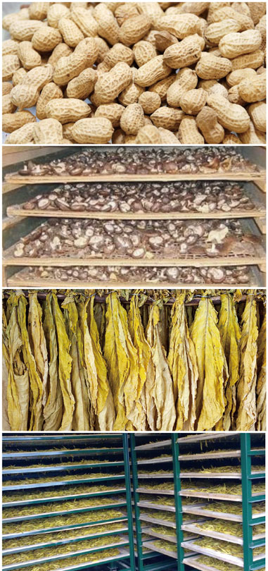 食用菌烘干处理茄子黄色电影