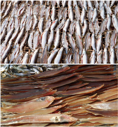 水产品烘干处理茄子黄色电影